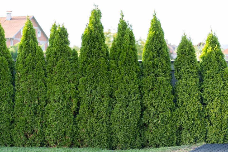 best tress for backyard green giant trees in a row in backyard