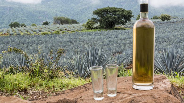 tequila with blue agave behind