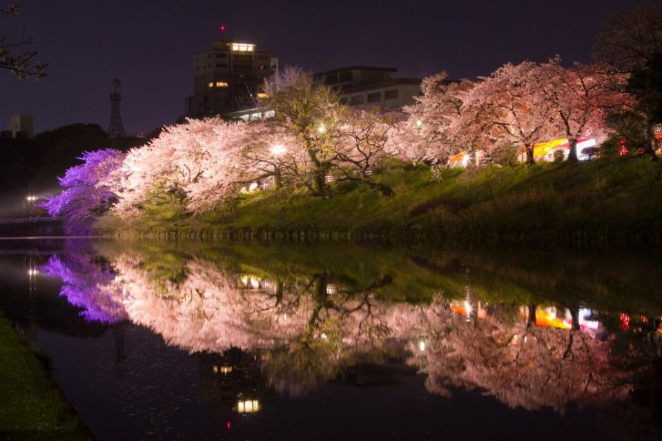 福岡_舞鶴公園夜桜