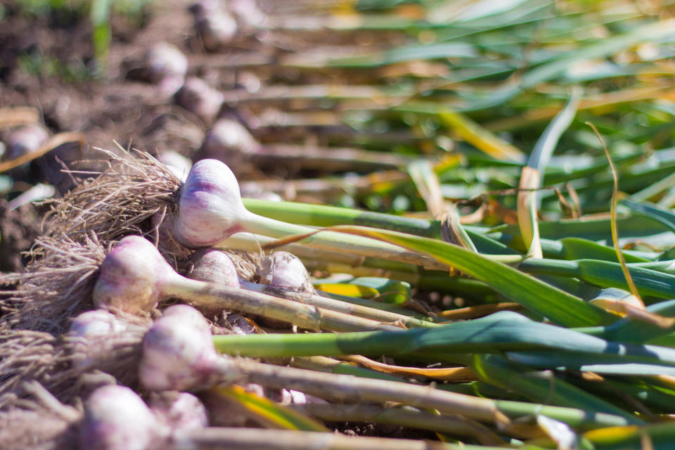 Knoblauch hält viele Insekten fern. (Bild: Getty Images)