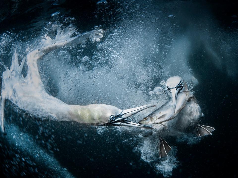 Two gannets under the water. Shetland Islands.