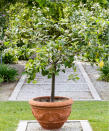 <p> ‘I always think there is something very romantic about a lemon tree growing in a pot,’ says Aaron Bertelsen, author of Grow Fruit & Vegetables in Pots. ‘Perhaps it is the way the scent of the blossom fills a room, or the knowledge that rich people in the past would build dedicated lemon houses to shelter their highly prized trees.’ </p> <p> While lemon trees make fantastic house plants during the winter, they can grow happily outdoors during the spring and summer. This is why planting them in pots is the best solution, so you can bring them indoors in frosty weather. </p> <p> You can even learn how to grow lemon from seed, to surround yourself with these uplifting trees. </p> <p> ‘Lemons are hungry plants, so make sure you use a good, soil-based compost, adding some grit or sharp sand to improve drainage,’ adds Bertelsen, who recommends the Meyer variety as it flowers throughout the year. </p> <p> Make sure you understand how to prune lemon trees to get the best out of them, and let them dry out between waterings. </p>