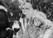 <p>En 1962, Brigitte Bardot engage son premier combat pour la <span>cause animale</span>, en militant pour le pistolet d’abattage indolore dans les <span>abattoirs</span>. Marquée par la vue d’un veau ensanglanté, elle court de plateaux télé en ministères pour faire entendre sa voix.<br>Crédit : Getty </p>