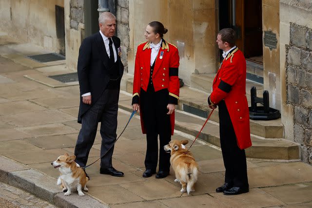 <p>Peter Nicholls - WPA Pool/Getty</p> Prince Andrew greets aides and the corgis at Windsor Castle during the Committal Service for Queen Elizabeth on September 19, 2022.