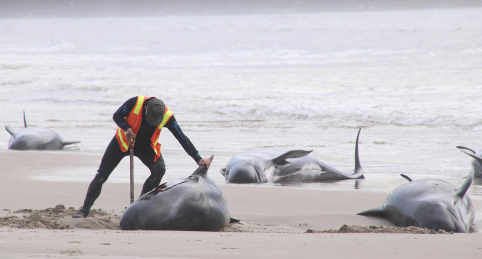 A man tends to the stranded whales on Ocean Beach on Tasmania's west coast