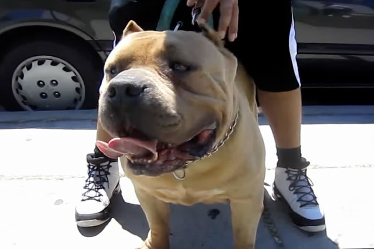 Killer Kimbo, the dog from which reportedly half of UK XL bullies descend (Empyrean Bullies/YouTube)