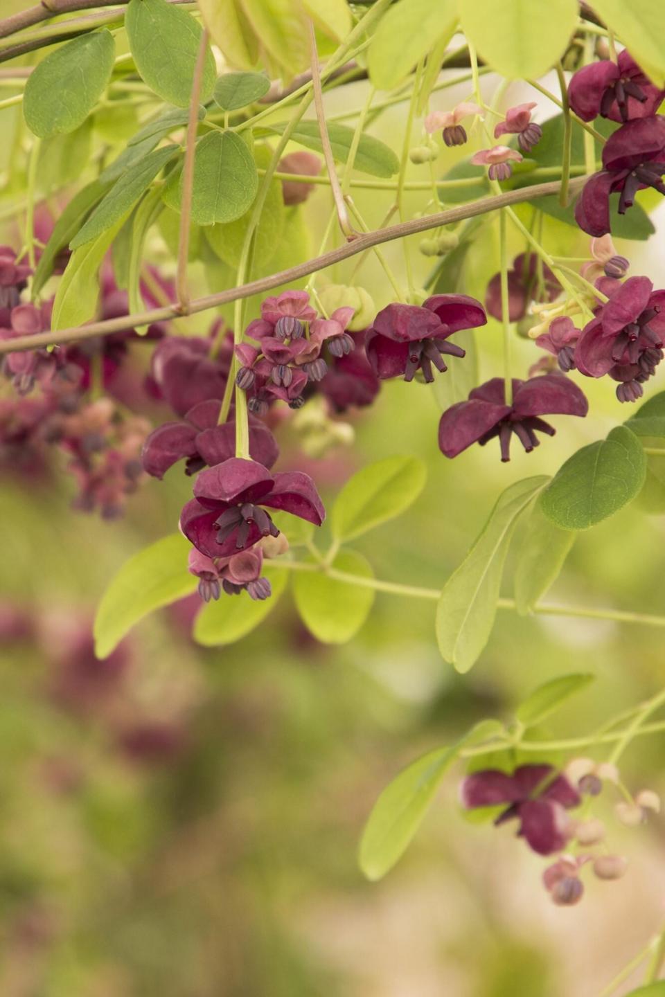 Fiveleaf Akebia Purple Flowering Climbing Vine