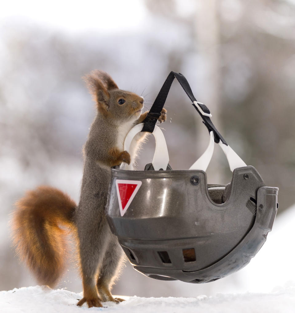 Squirrel plays with a helmet