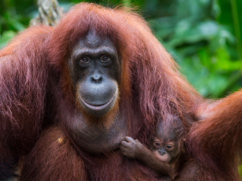Orangutan Getty Images/Manoj Shah