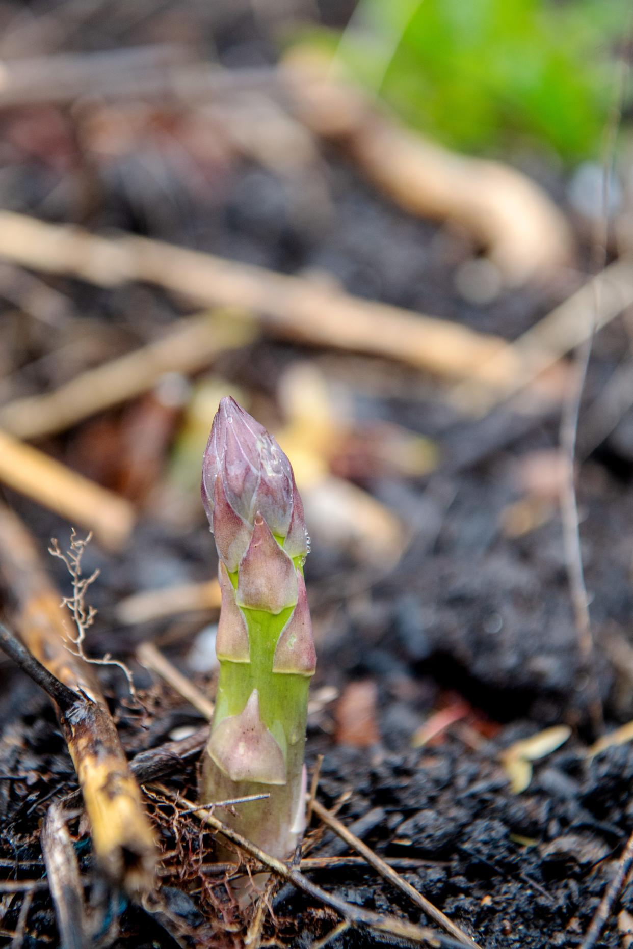 Asparagus sprouts from the earth at Southside Community Farm in Asheville, April 11, 2024.