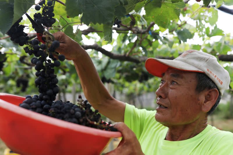 Hung Chi-pei, 72, the owner of the grape farm harvest grapes for winemaking at Shu Sheng Leisure Domaine in Taichung,