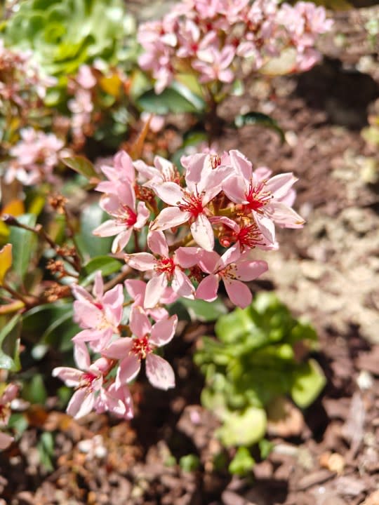 Pink flowers taken with the OnePlus 12R main camera.