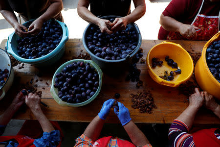 Elderly women prepare plums to cook marmalade in Bordany, Hungary, September 19, 2018. REUTERS/Bernadett Szabo