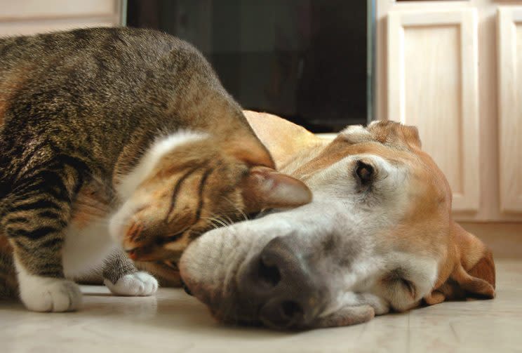 Tabby cat rubbing his head affectionately on sleepy fawn great dane. (Photo: Getty Images)