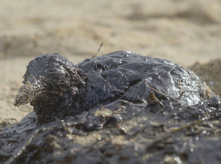 Une mouette imbibée de carburant provenant de la marée noire du Prestige, le 2 décembre 2002 sur la plage de Lires, dans le nord-ouest de l'Espagne (AFP/Archives - PIERRE-PHILIPPE MARCOU)