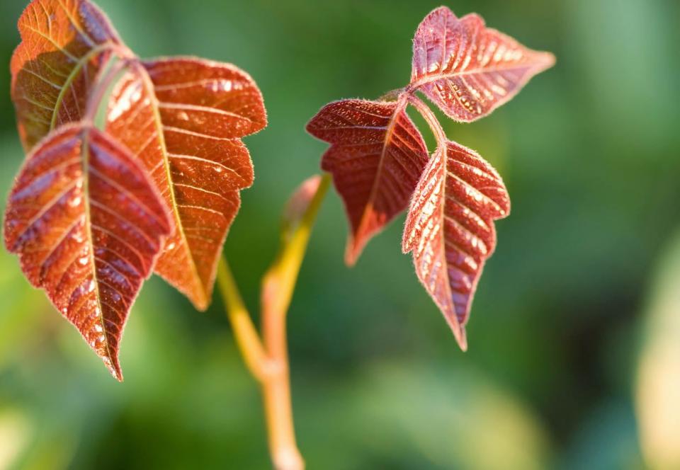 A close up of red poison ivy leaves.