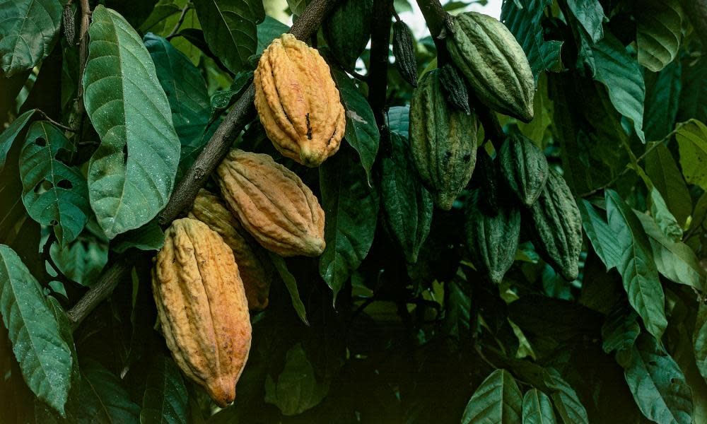 Cacao tree fruits, Togo. 