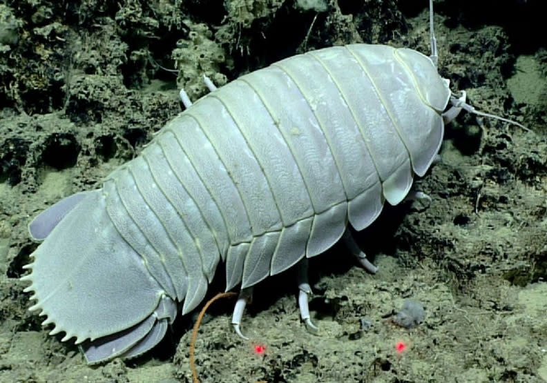 大王具足蟲的生活飽受塑膠侵擾和影響。WoRMS