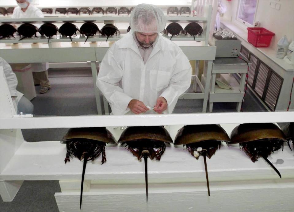 A technician prepares a group of horseshoe crabs for bleeding at a lab in Virginia in 2000.