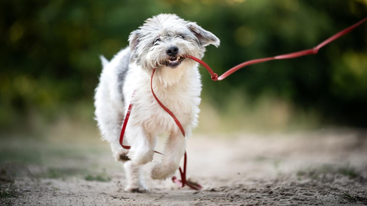  Happy dog grabs leash in mouth while out for a walk. 