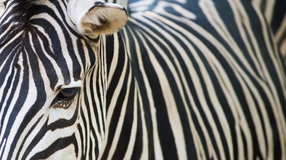 Zebras leben in verschiedenen Regionen Afrikas. Es gibt drei Arten: Bergzebra, Grevyzebra und Steppenzebra. Foto: Sebastian Kahnert/Archiv