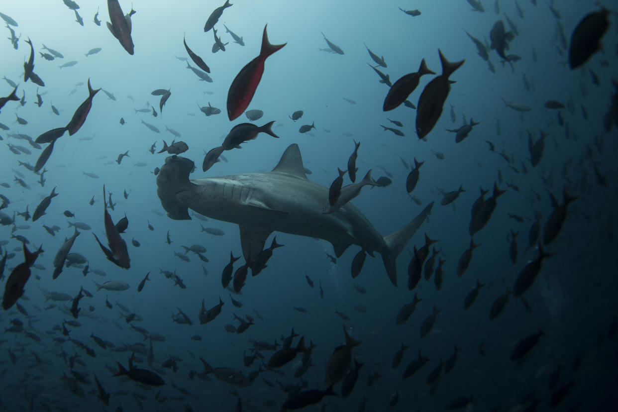 A hammerhead shark swims close to Wolf Island at Galapagos Marine Reserve August 19, 2013. Picture taken August 19, 2013.  REUTERS/Jorge Silva (ECUADOR - Tags: ENVIRONMENT SOCIETY ANIMALS TRAVEL)