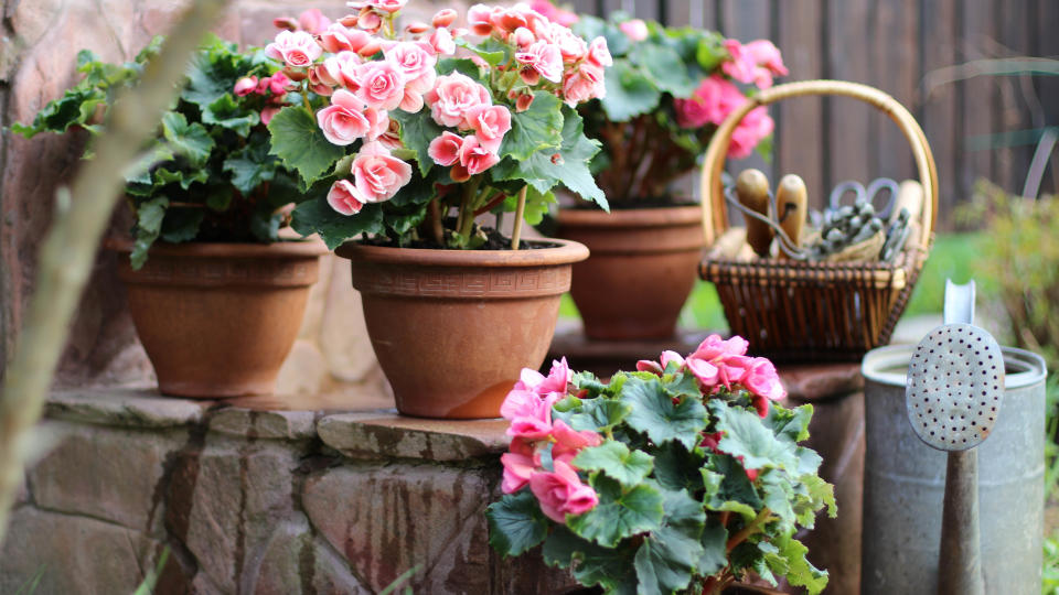 Begonia in pots