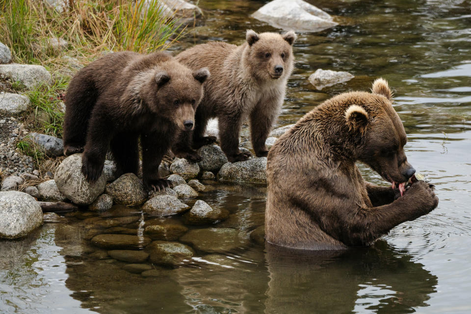 A mother and her cubs fish the lower Brooks River. (Photo for The Washington Post by Sophie Park)