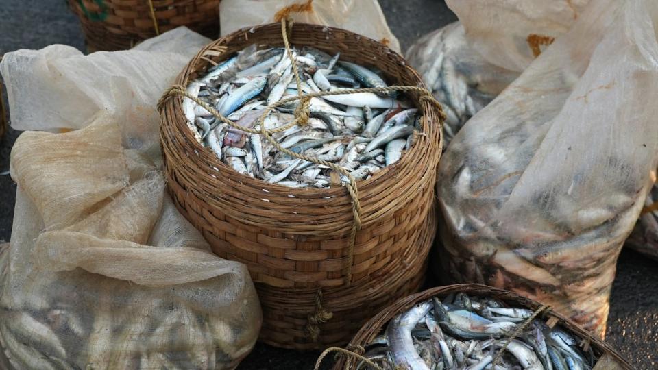 The fishing communities that dot Mumbai's coastline say they've noticed the number of fish in the sea dwindling, as the surface of the Arabian Sea is warming and affecting marine ecosystems.