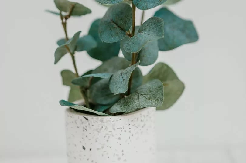 Eucalyptus is another popular houseplant to banish spiders