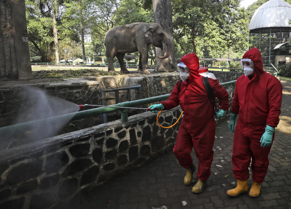 Indonesian firefighters spray disinfectant at the public area near an elephant enclosure at Ragunan Zoo prior to its reopening this weekend after weeks of closure due to the large-scale restrictions imposed to help curb the new coronavirus outbreak, in Jakarta, Indonesia, Wednesday, June 17, 2020. As Indonesia's overall virus caseload continues to rise, the capital city has moved to restore normalcy by lifting some restrictions, saying that the spread of the virus in the city of 11 million has slowed after peaking in mid-April. (AP Photo/Dita Alangkara)