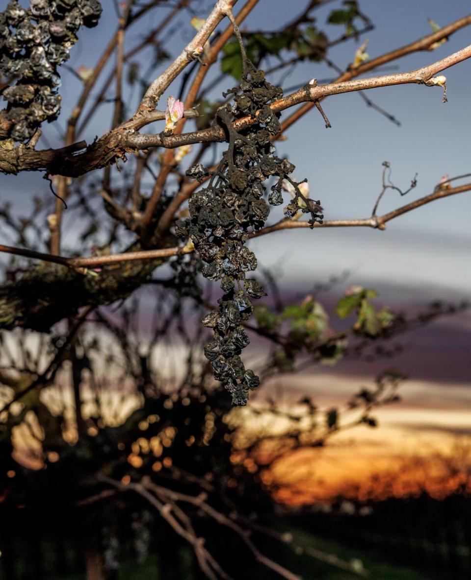 An excavator uproots grape vines.