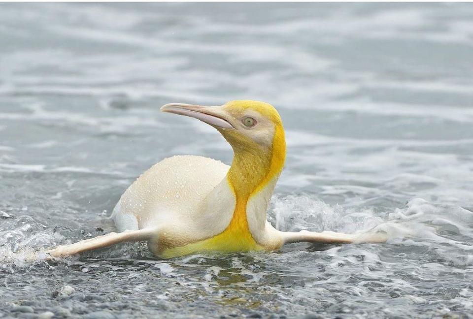 這隻黃色國王企鵝有著黃色和奶油色的羽毛。（翻攝Yves Adams IG）