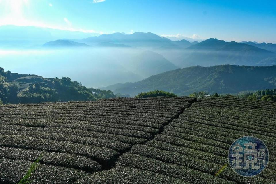 「1234觀景台」能見到茶園與重重阿里山脈。