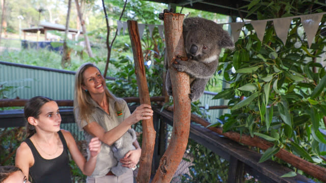 Hand-raised koala joey relocated to new habitat at Australian Zoo