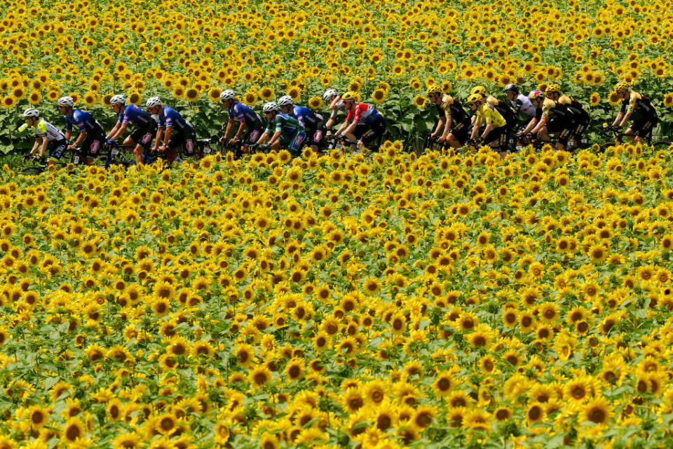 LIMOGES FRANCE  JULY 08 EDITORS NOTE Alternate crop A general view of Jonas Vingegaard of Denmark and Team JumboVisma  Yellow leader jersey and the peloton passing through a sunflowers field during the stage eight of the 110th Tour de France 2023 a 2007km stage from Libourne to Limoges  UCIWT  on July 08 2023 in Limoges France Photo by David RamosGetty Images