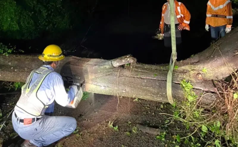 ▲金門大雷雨！巨樹倒塌壓斷高壓電，造成烈嶼300多戶停電，台電人員冒雨鋸樹搶修。（圖／台電）