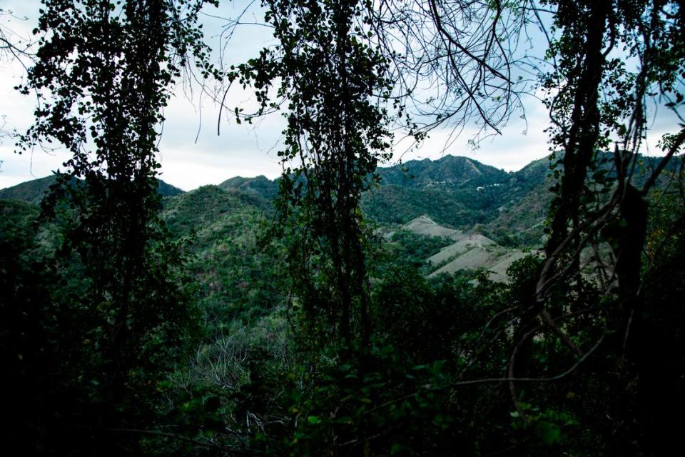 Forest growth in Puerto Rico’s main mountain range, the Cordillera Central, where Elba Santos looked for her missing daughter for days.