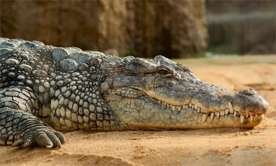 為了幫胖鱷魚減肥！動物園派人穿暴龍裝「下水餵食」　玩命畫面曝光