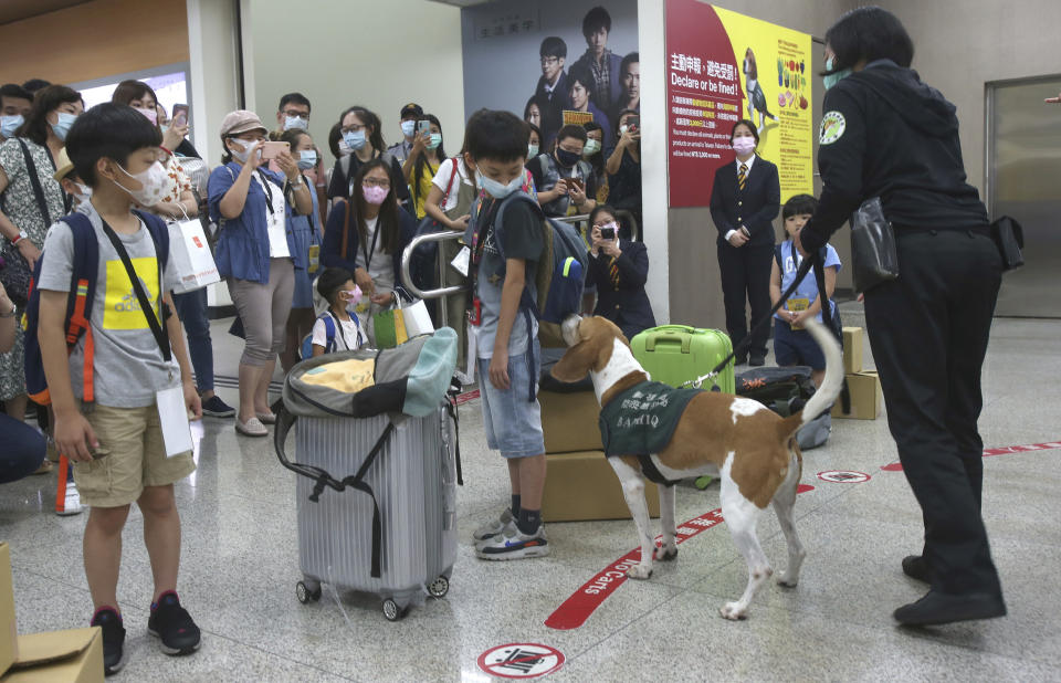 An airport police and a sniffer dog give a demonstration of their daily job to participants at baggage reclaim area during a mock trip abroad at Taipei Songshan Airport in Taipei, Taiwan, Tuesday, July 7, 2020. Dozens of would-be travelers acted as passengers in an activity organized by Taiwan’s Civil Aviation Administration to raise awareness of procedures to follow when passing through customs and boarding their plane at Taipei International Airport. (AP Photo/Chiang Ying-ying)