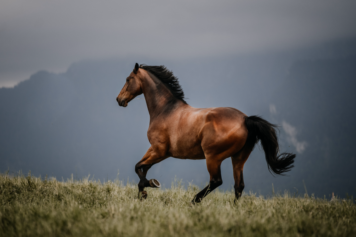 best horse names