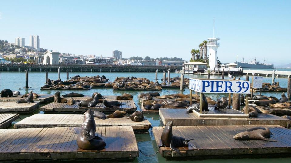 sealions in san fran