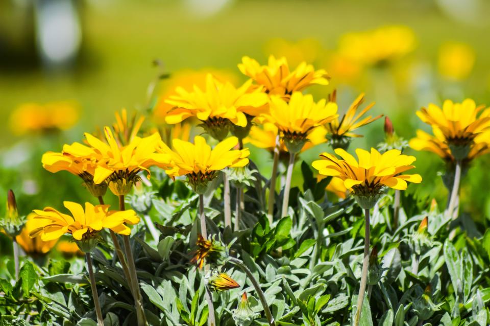 Desert marigold plant flowering in the sunshine