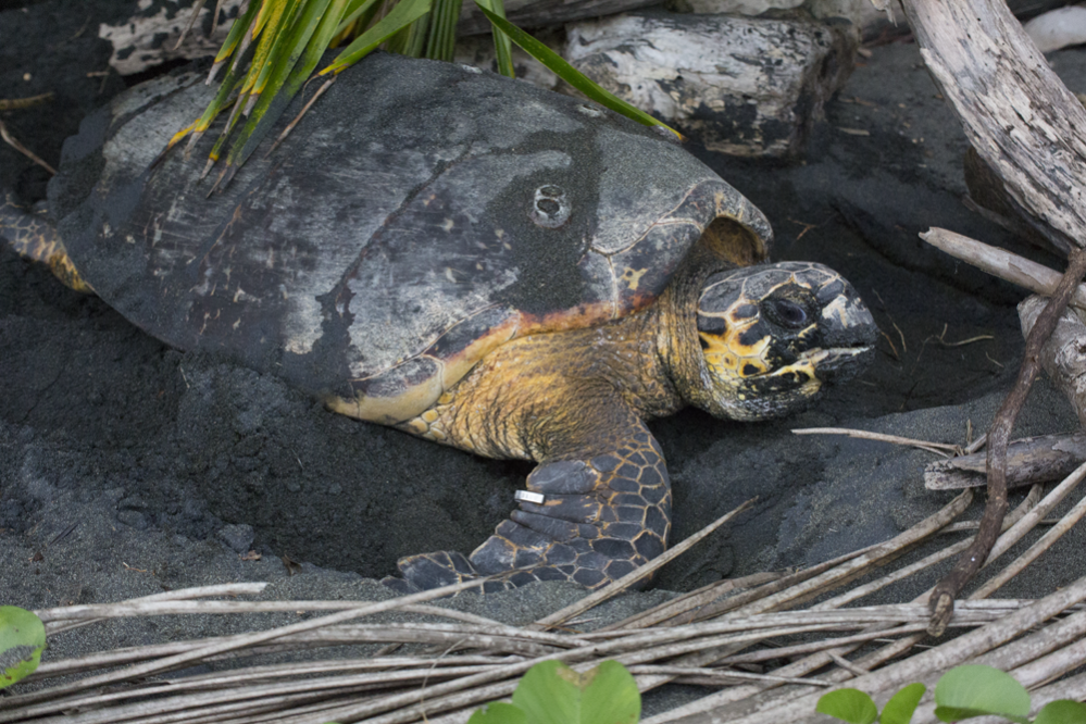 Researchers Remove Plastic Straw from Sea Turtle's Nose