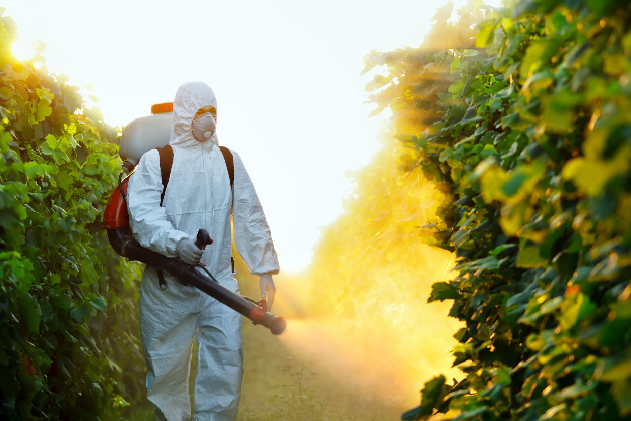 Young worker splash grape with fungicides