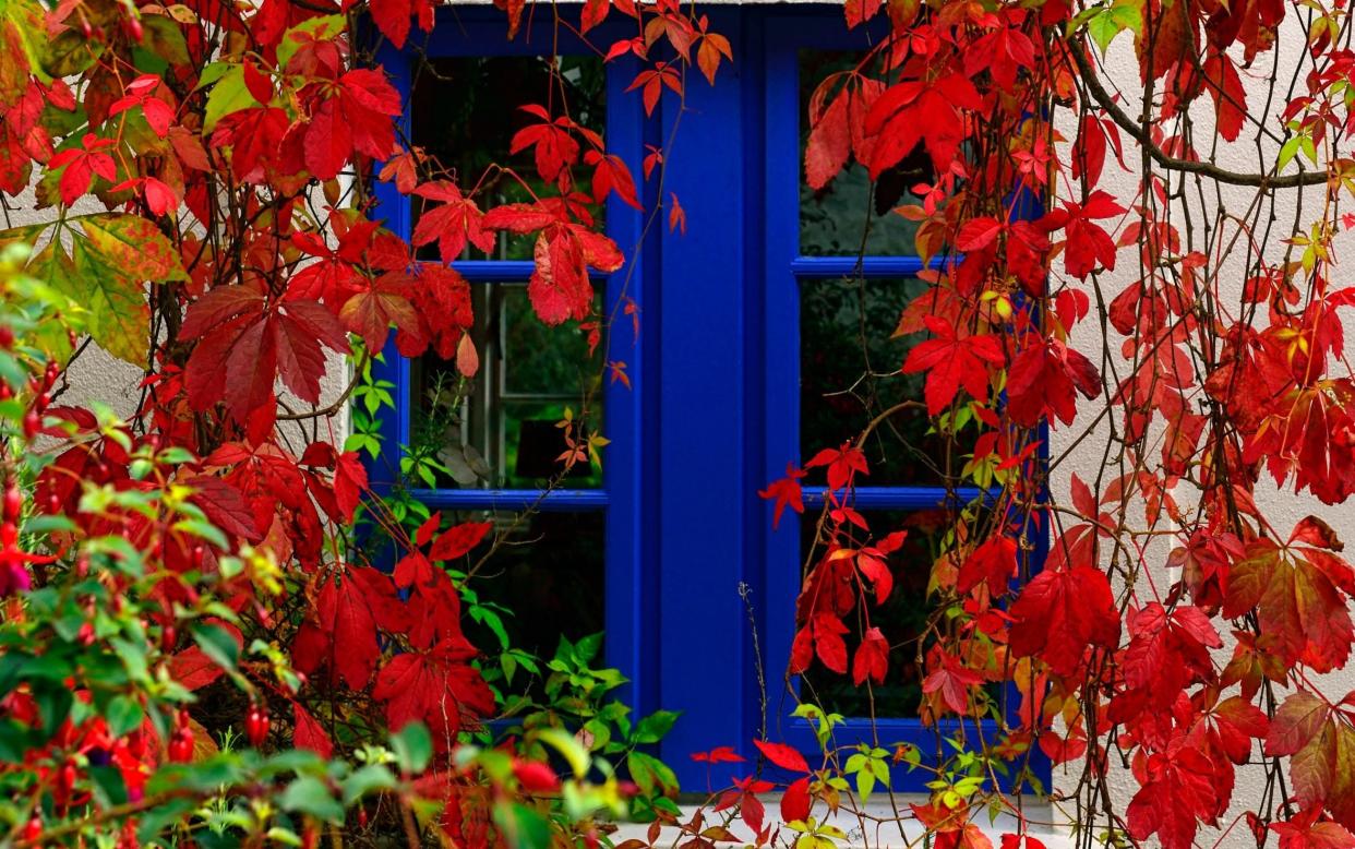 The Virginia creeper needs rigorous management - RM Floral / Alamy Stock Photo 