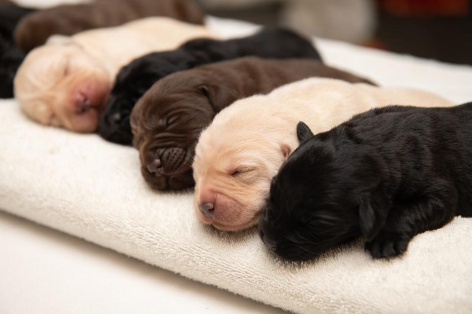 Lab has litter featuring each color