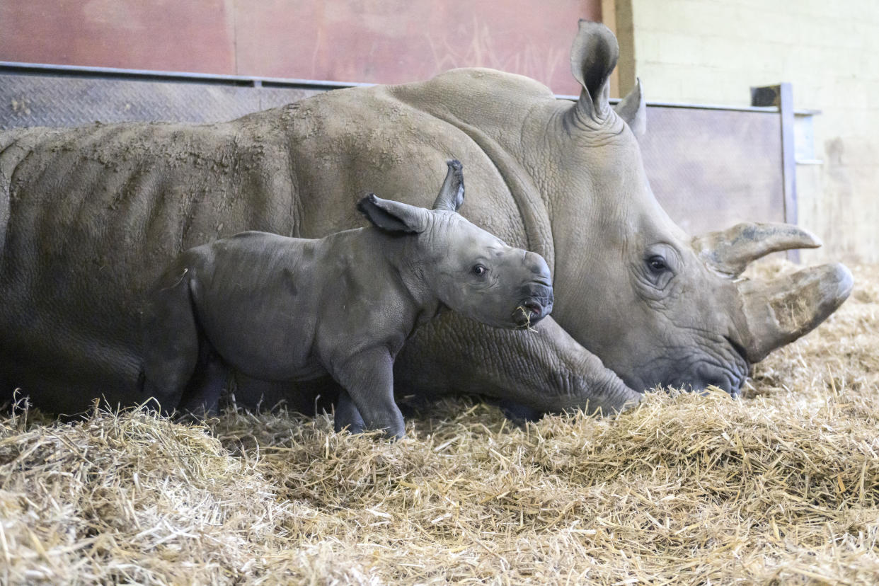 A photo of the baby rhino standing next to its mother 