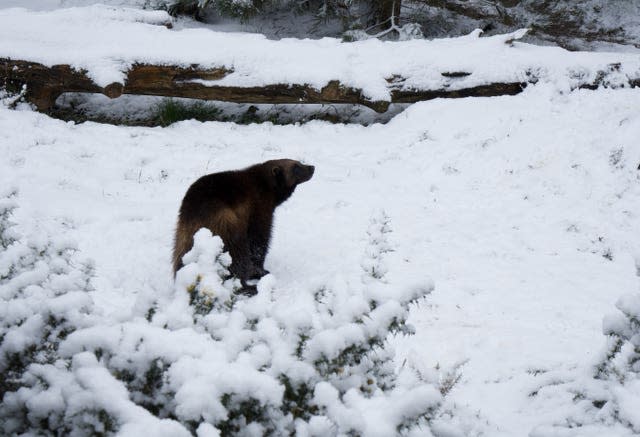 Whipsnade Zoo wolverines