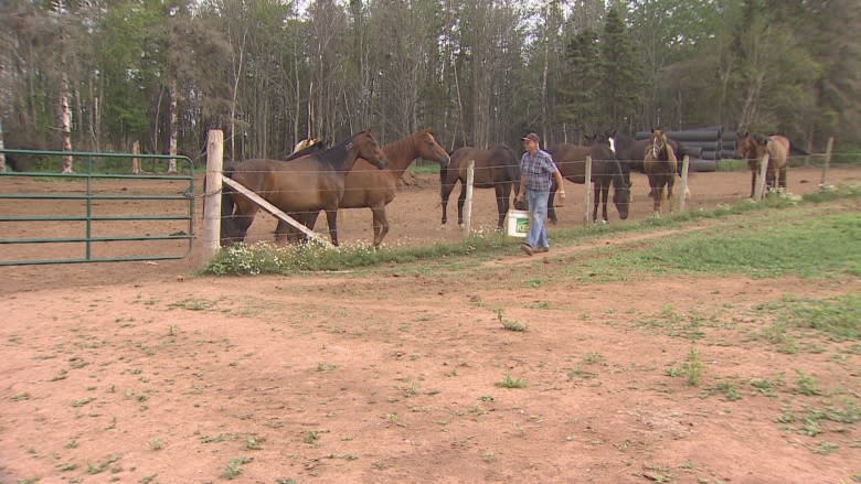 Horses live out golden years with 'no stress' at Buddhist sanctuary